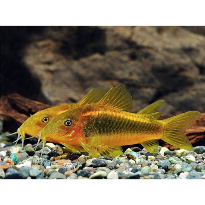 Corydoras aeneus peru gold strip