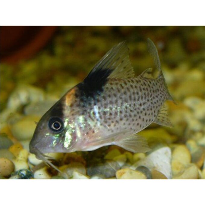 Corydoras agassizii