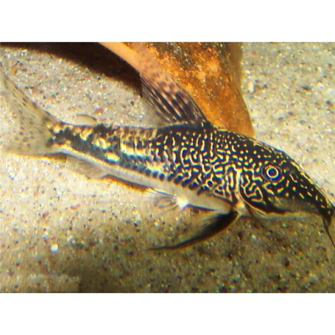 Corydoras barbatus