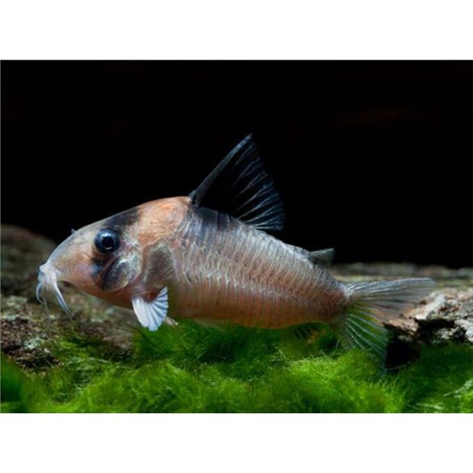 Corydoras burgessi