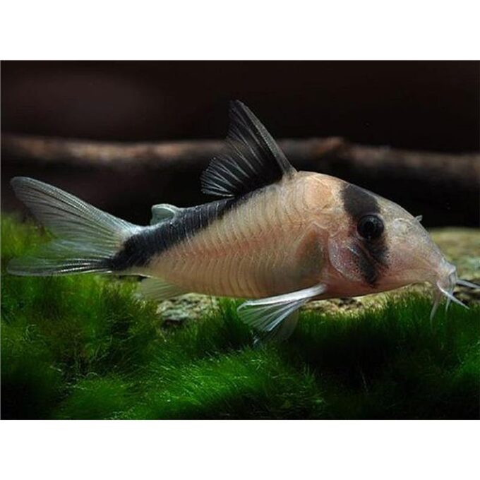 Corydoras davidsandsi