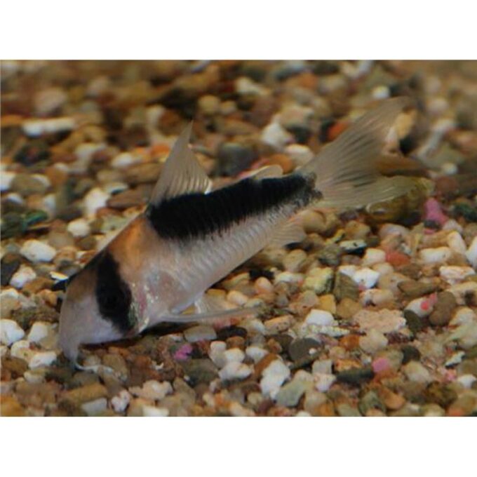 Corydoras duplicareus