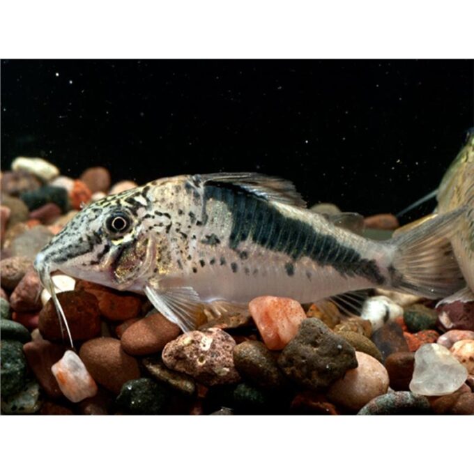 Corydoras fowleri