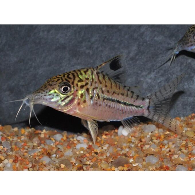 Corydoras leopardus C102