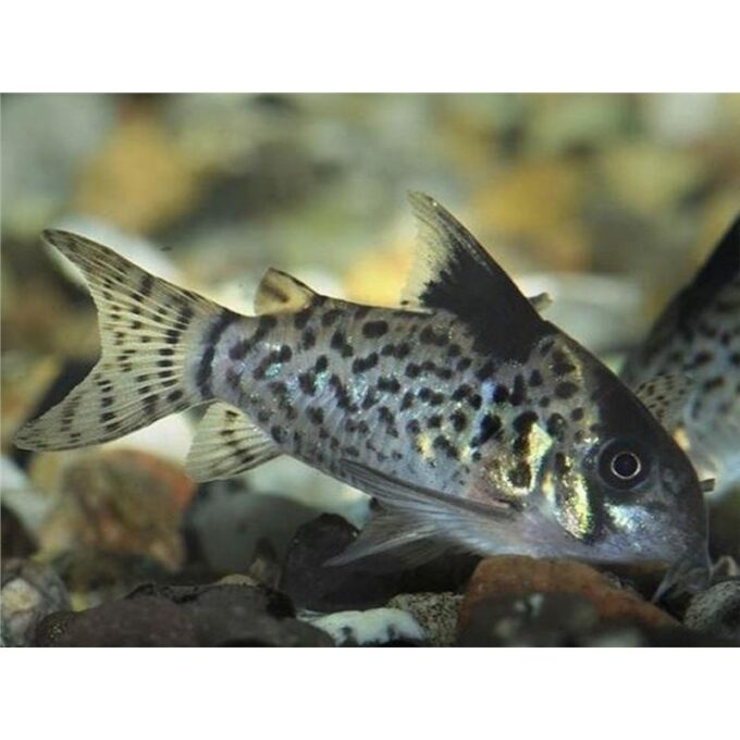 Corydoras leucomelas