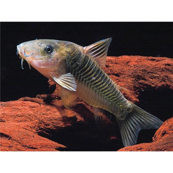 Corydoras melanotaenia