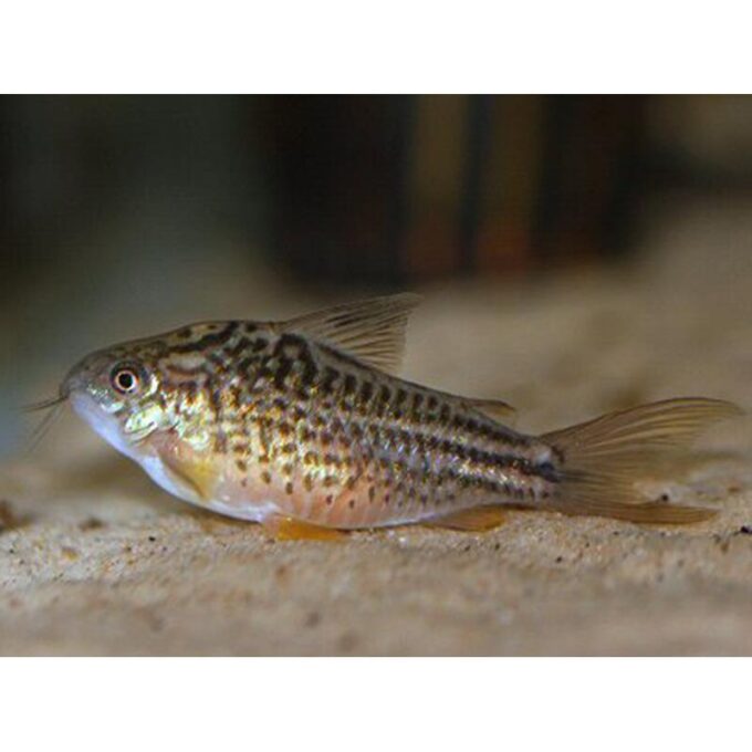 Corydoras napoensis