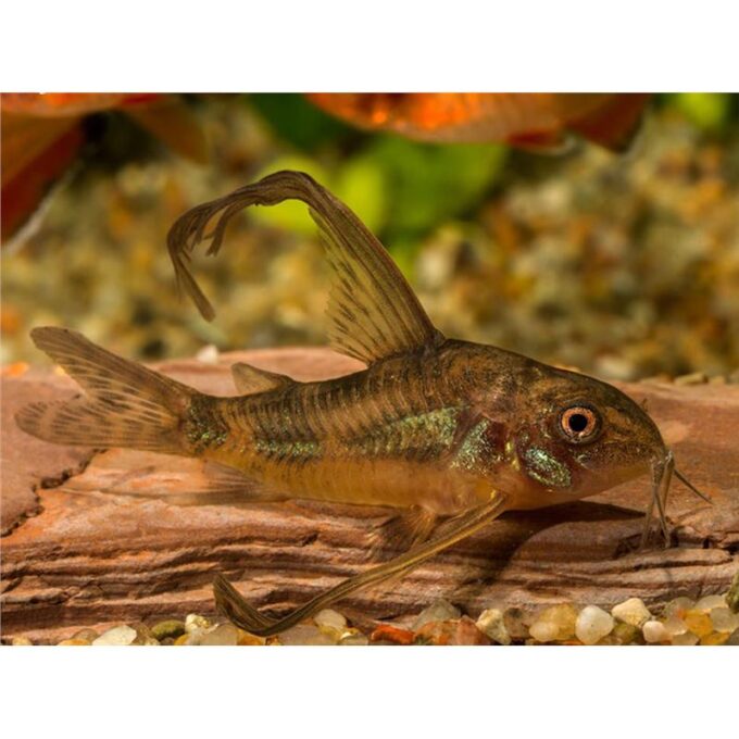 Corydoras paleatus braun long fin