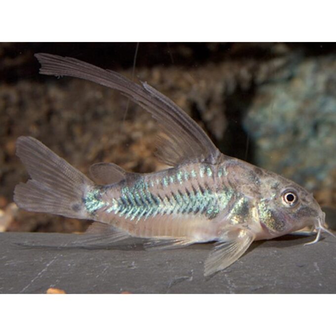 Corydoras paleatus long fin
