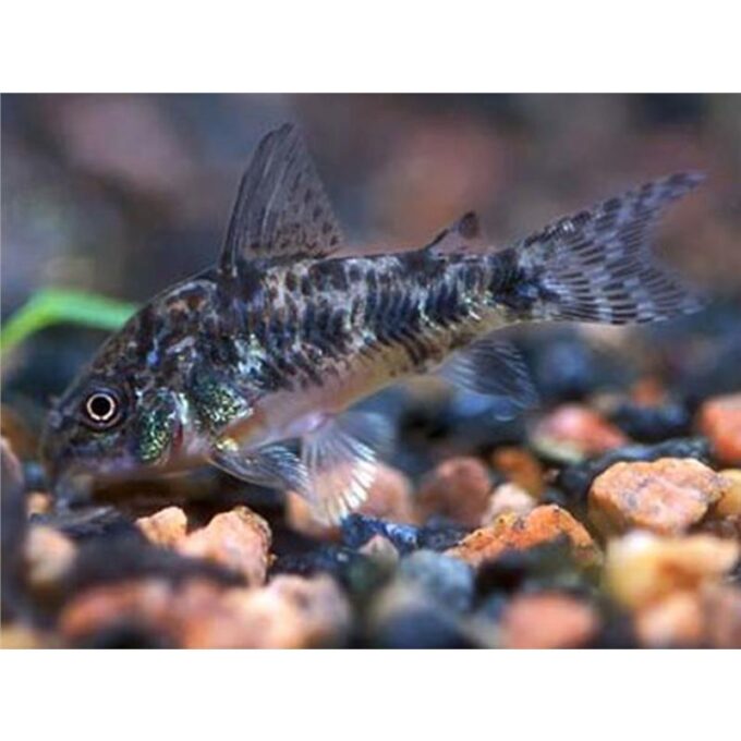 Corydoras Paleatus