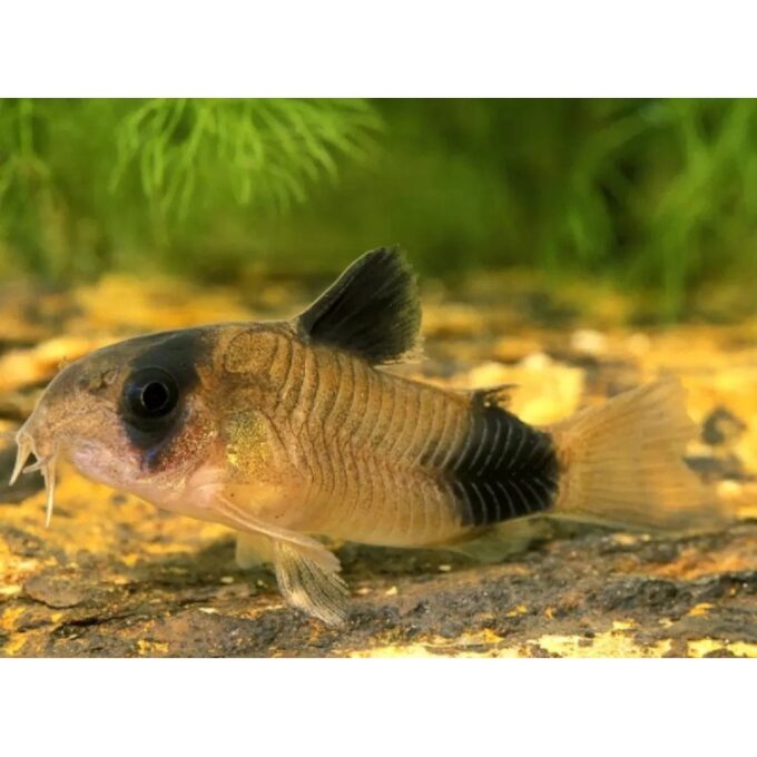 Corydoras panda gold