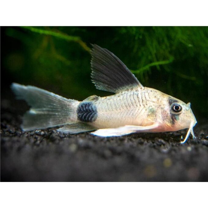 Corydoras panda long fin
