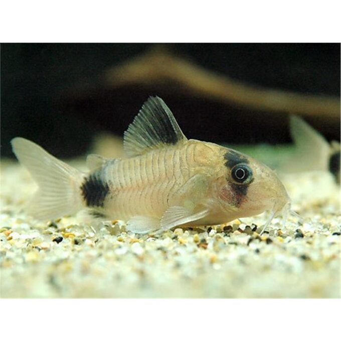 Corydoras Panda