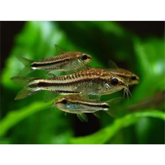 Corydoras pygmaeus