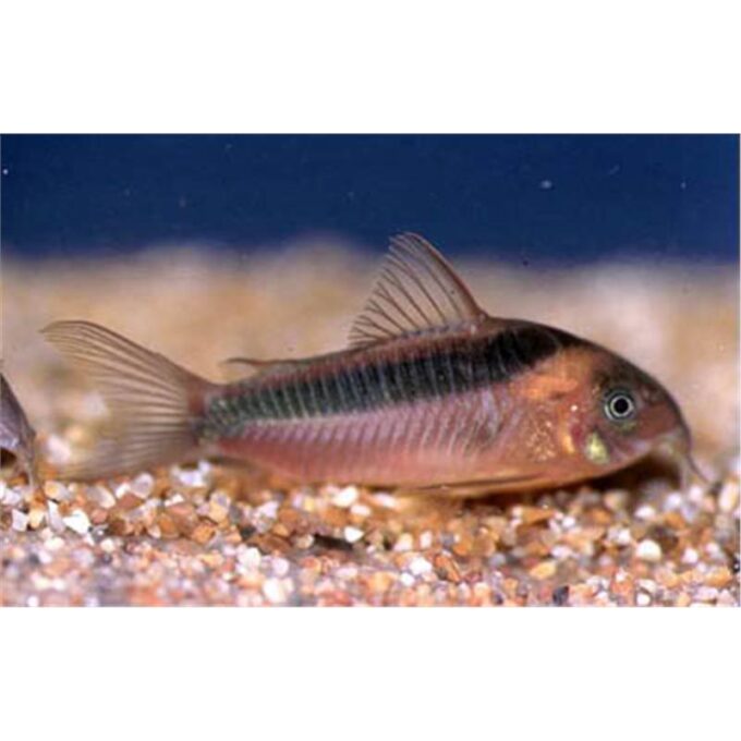Corydorastrabauti