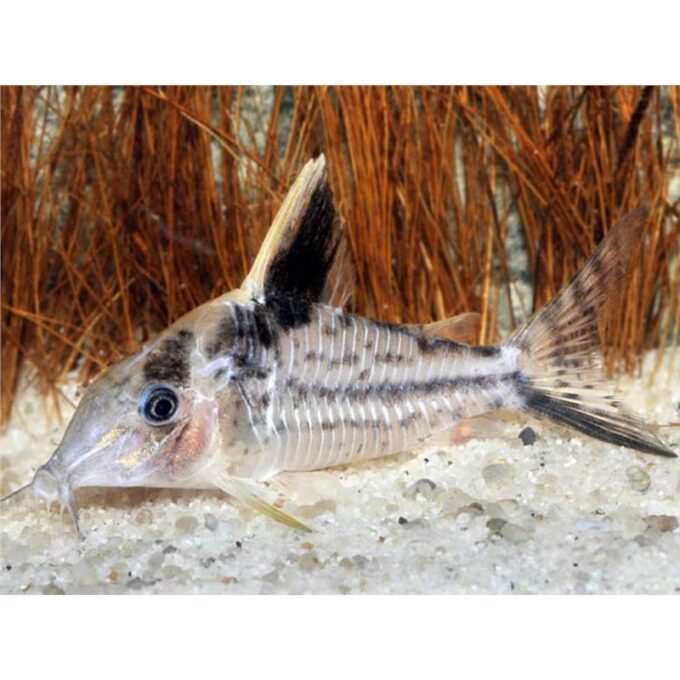 Corydoras robustus