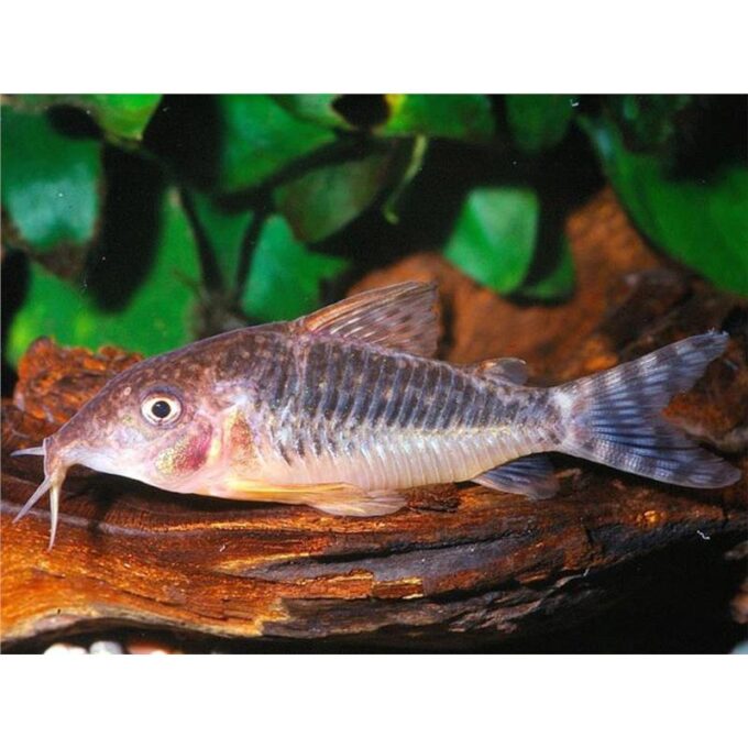 Corydoras seussi
