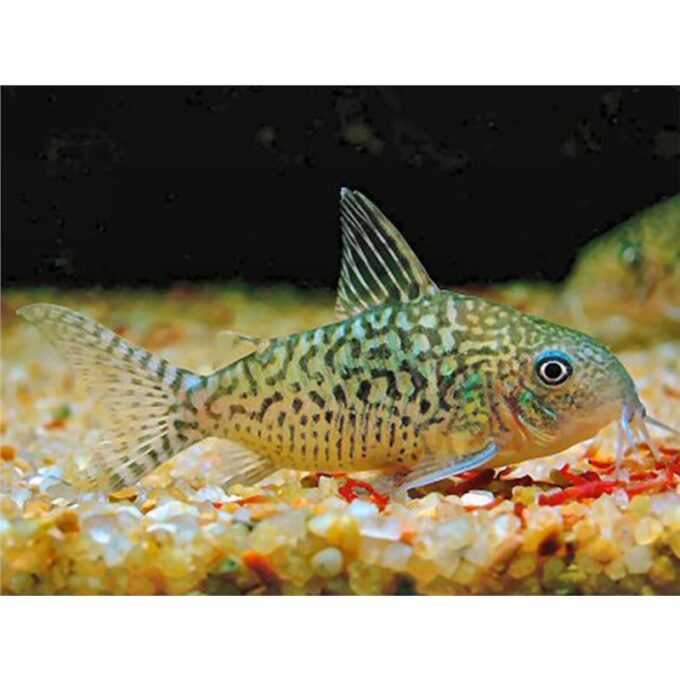 Corydoras sodalis