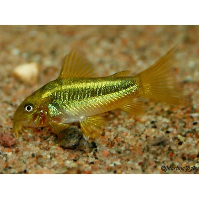 Corydoras sp. green fluorescens