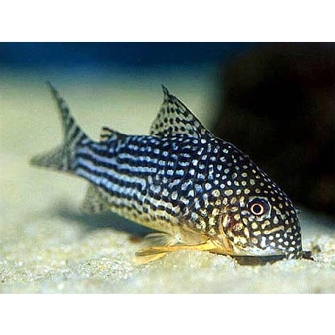 Corydoras sterbai