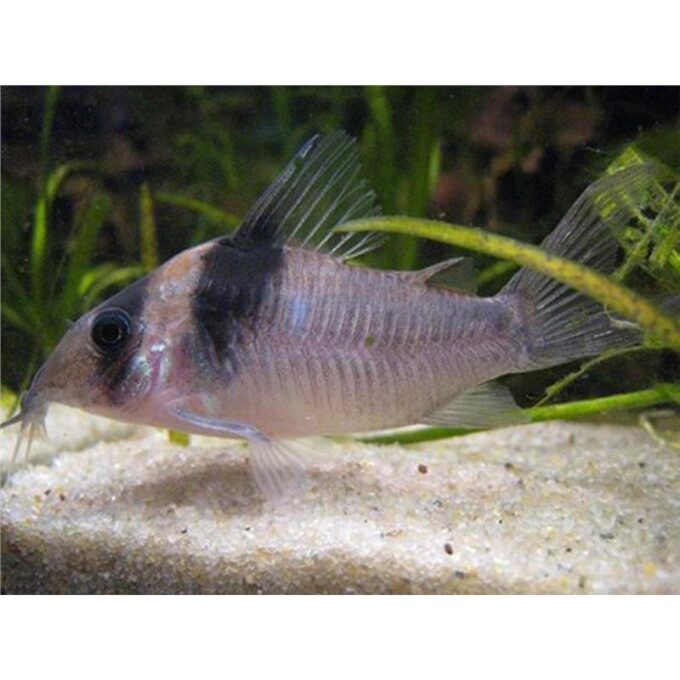 Corydoras virginae