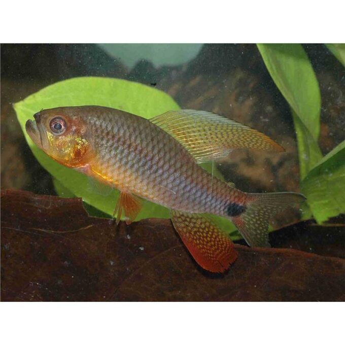 Crenuchus spilurus