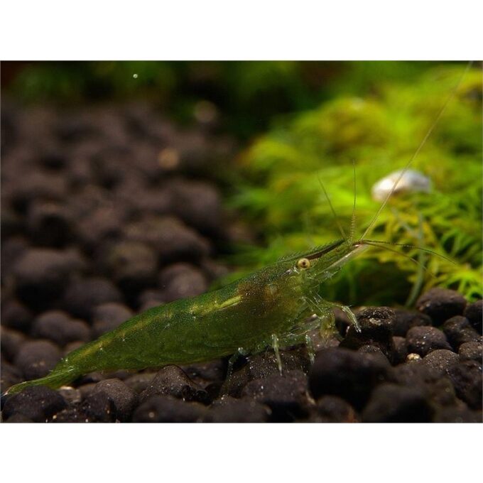 Creveti Caridina Babaulti Green