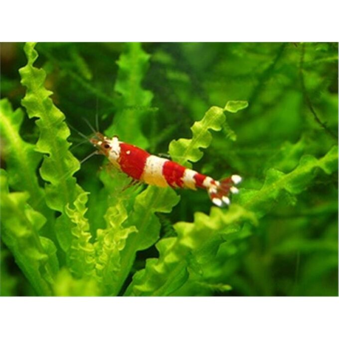 Creveti Crystal Red Bee