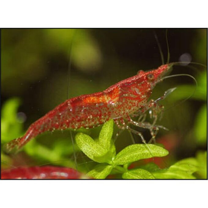 Creveti Red Cherry