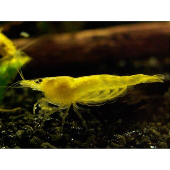 Creveti Yellow