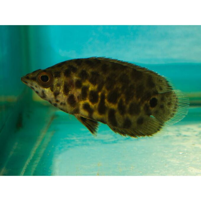 Ctenopoma acutirostre
