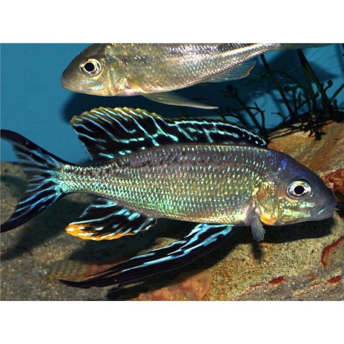 Cyathopharynx furcifer ruziba