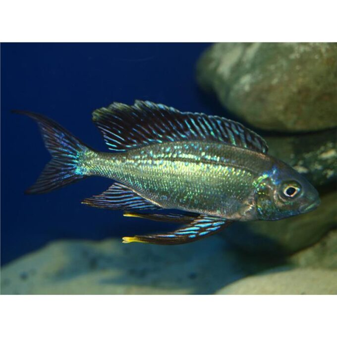 Cyathopharynx furcifer sumbu green