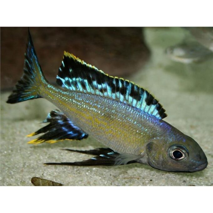 Cyathopharynx furcifer