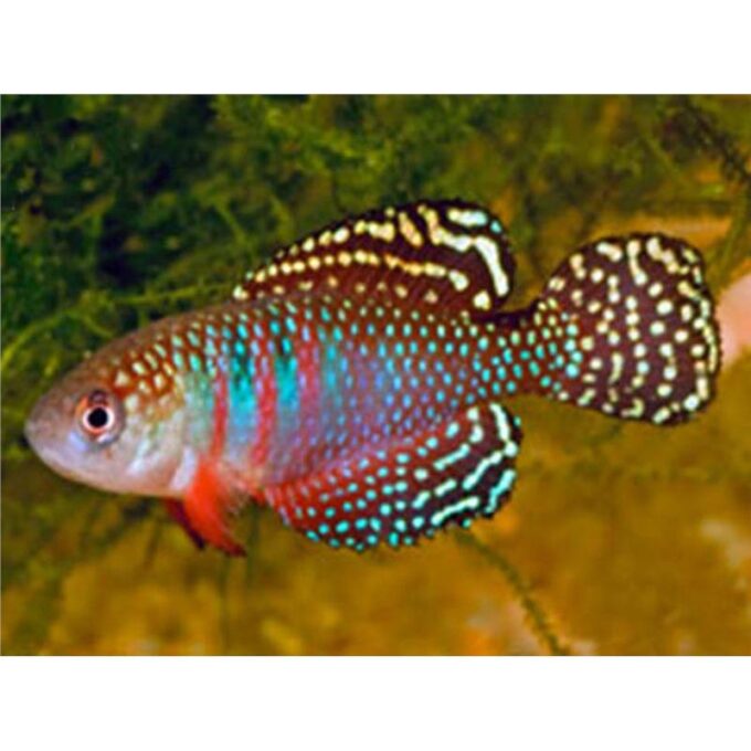Cynolebias magnificus