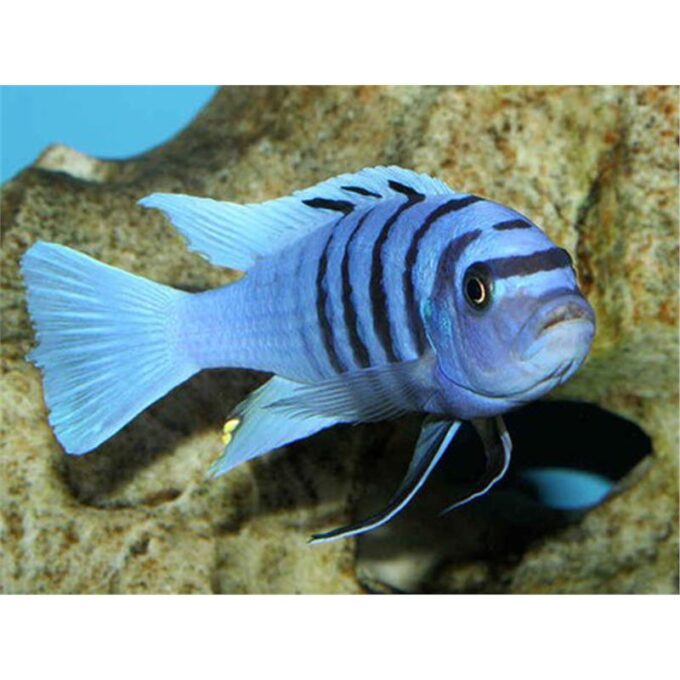 Cynotilapia afra white