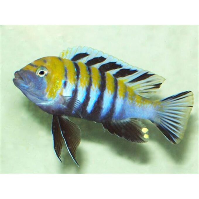 Cynotilapia afra