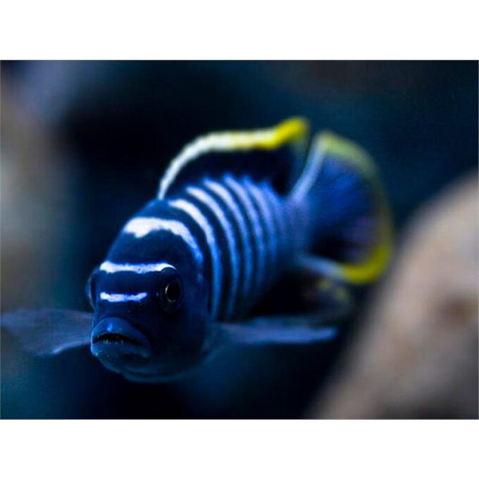 Cynotilapia fletti-red top
