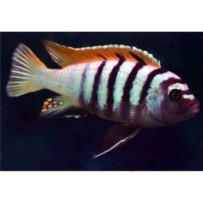 Cynotilapia sp. Jalo Jalo Reef