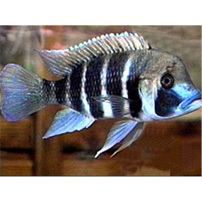 Cyphotilapia frontosa kigoma