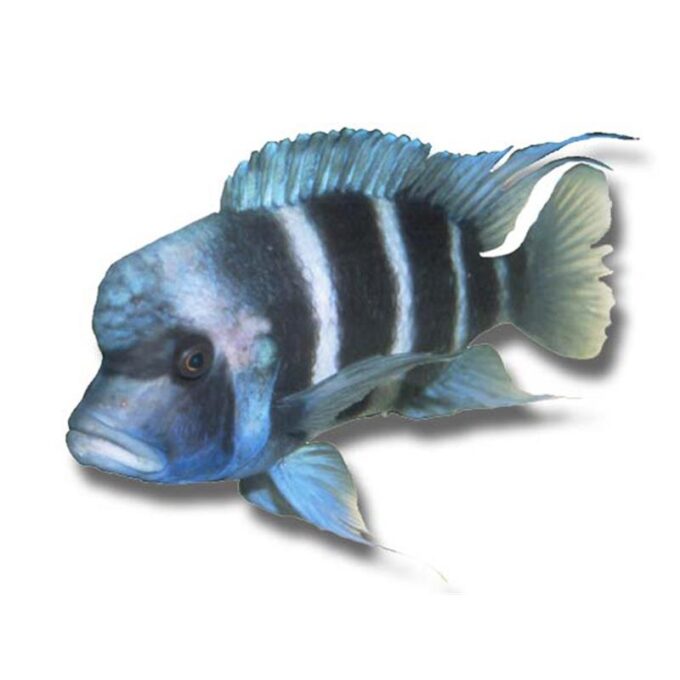 Cyphotilapia frontosa mpimbwe blu
