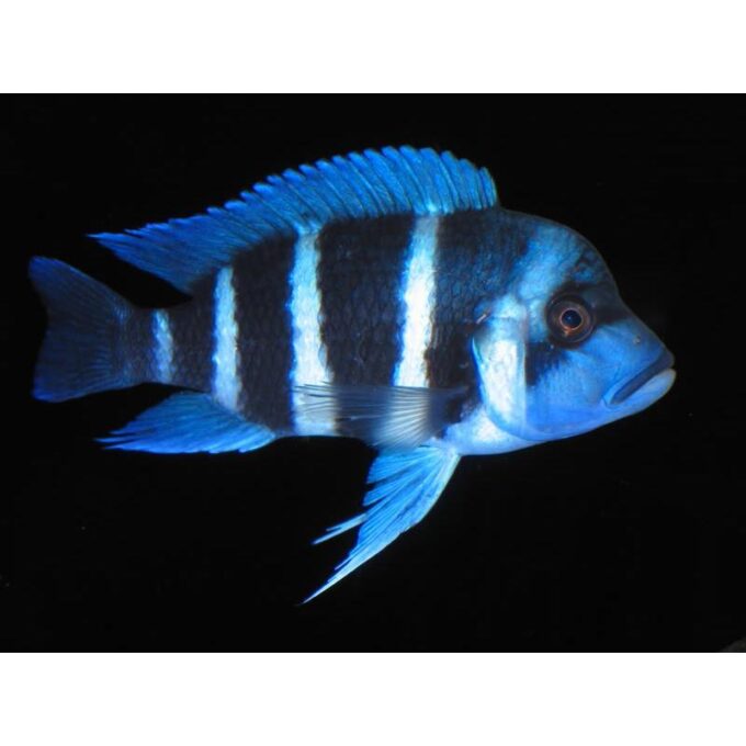 Cyphotilapia frontosa sambia blue