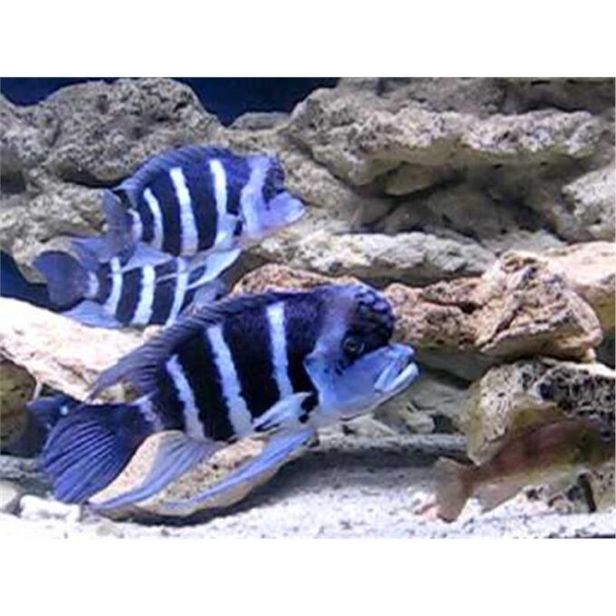 Cyphotilapia gibberosa blue Zaire Moba