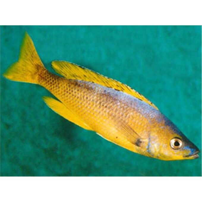 Cyprichromis leptosoma gold