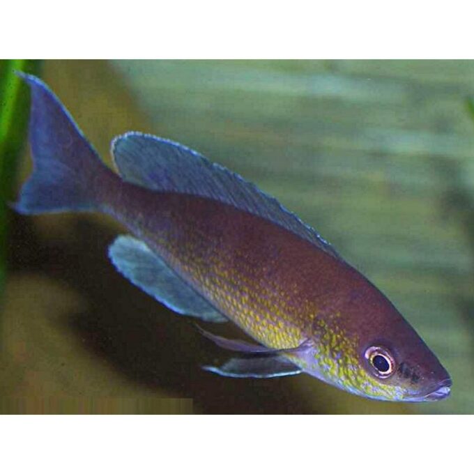 Cyprichromis leptosoma jumbo turquise flame