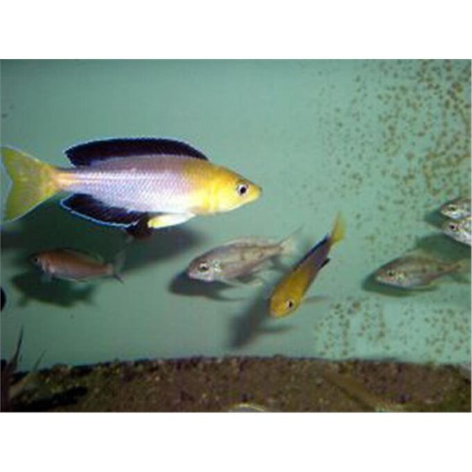 Cyprichromis leptosoma kalambo