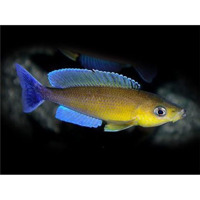 Cyprichromis leptosoma Livua blue orchid