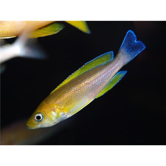 Cyprichromis leptosoma mbity
