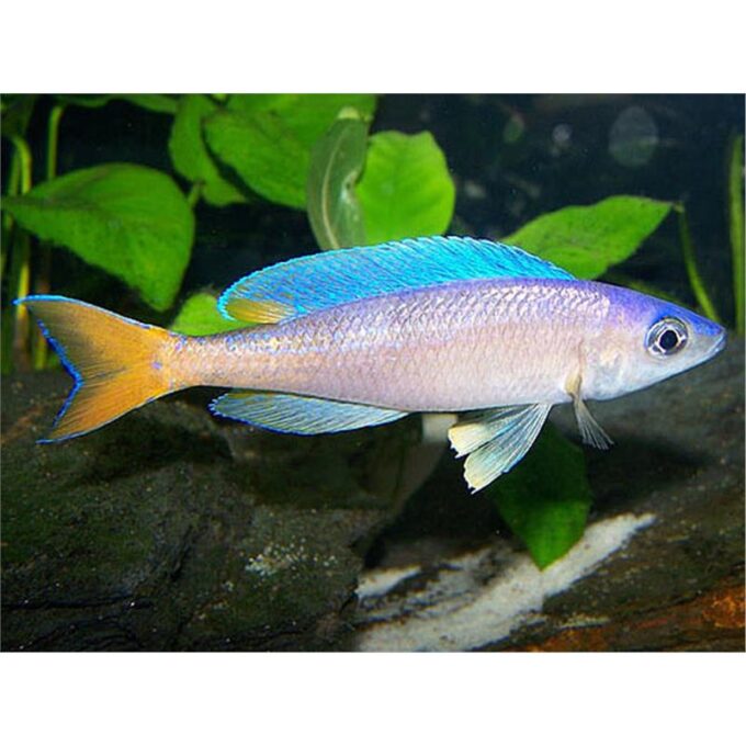 Cyprichromis leptosoma utinta