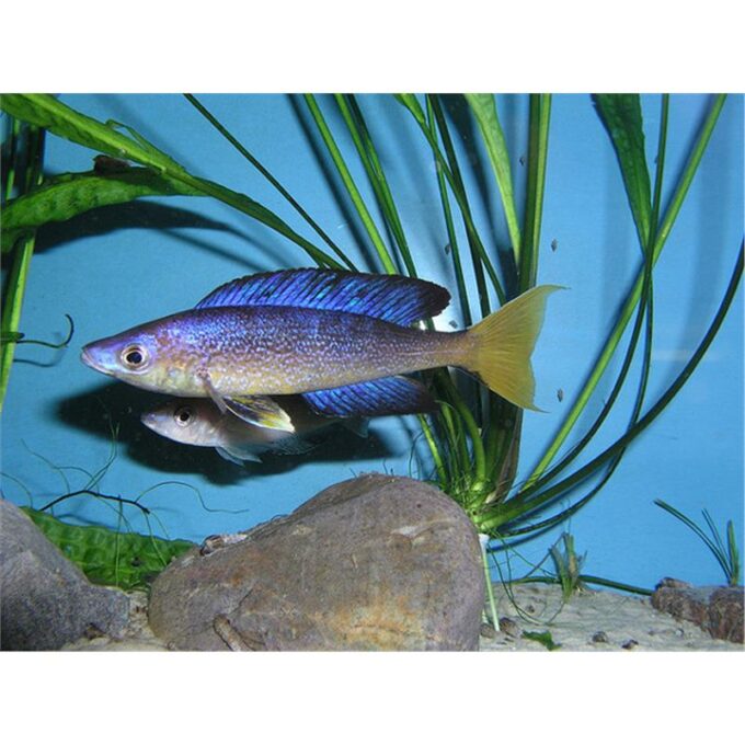 Cyprichromis microlepidotus bulu point